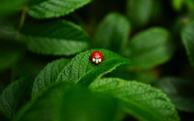 Dragonflies, Ladybugs, and Signs From My Daughter